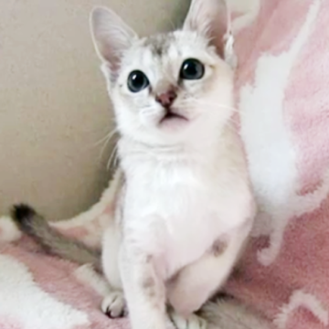 シンガプーラ【千葉県・男の子・2025年10月17日・セピアアグーチ】の写真「遺伝子検査、両親ノーマル(クリア)」