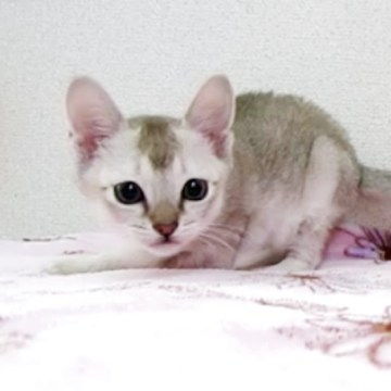 シンガプーラ【千葉県・男の子・2025年10月17日・セピアアグーチ】の写真「遺伝子検査、両親ノーマル(クリア)」