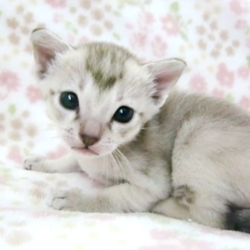 シンガプーラ【千葉県・男の子・2025年4月18日・セピアアグーチ】の写真「遺伝子検査、両親ノーマル(クリア)」