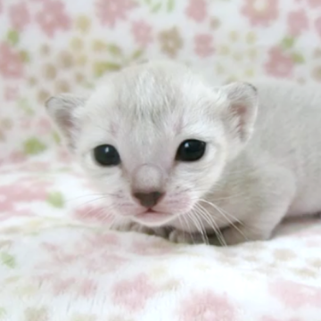 シンガプーラ【千葉県・男の子・2025年5月17日・セピアアグーチ】の写真「遺伝子検査、両親ノーマル(クリア)」