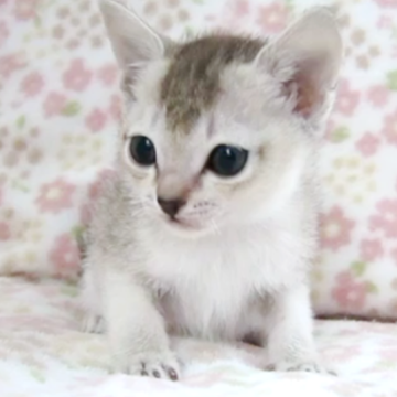 シンガプーラ【千葉県・女の子・2025年9月22日・セピアアグーチ】の写真「遺伝子検査、両親ノーマル(クリア)」