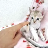 シンガプーラ