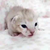 シンガプーラ