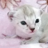 シンガプーラ