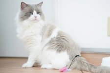 ラグドール【・男の子・2017年6月17日・ブルーポイントバイカラー】