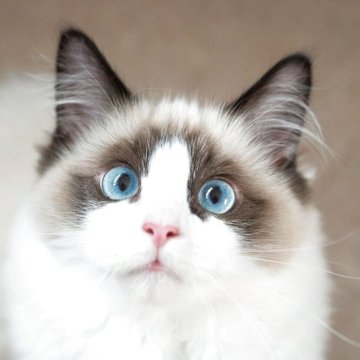 ラグドール【東京都・男の子・2025年1月21日・シールポイントバイカラー】の写真「江東区でラグドールブリーダー歴12年です！」