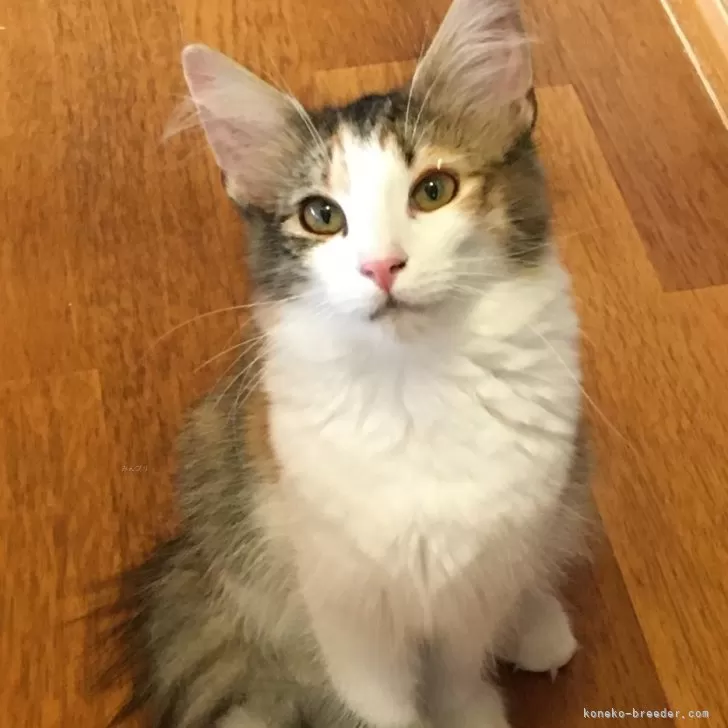 ID：2404-00400の子猫