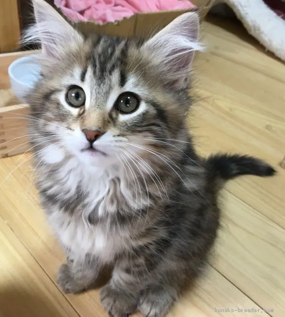 むつ 様のお迎えした子猫