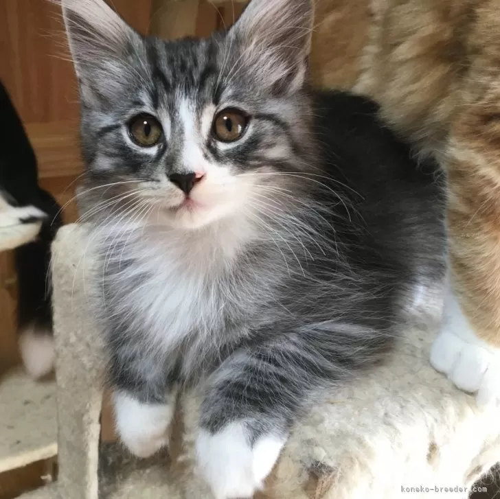 ID：2404-00402の子猫