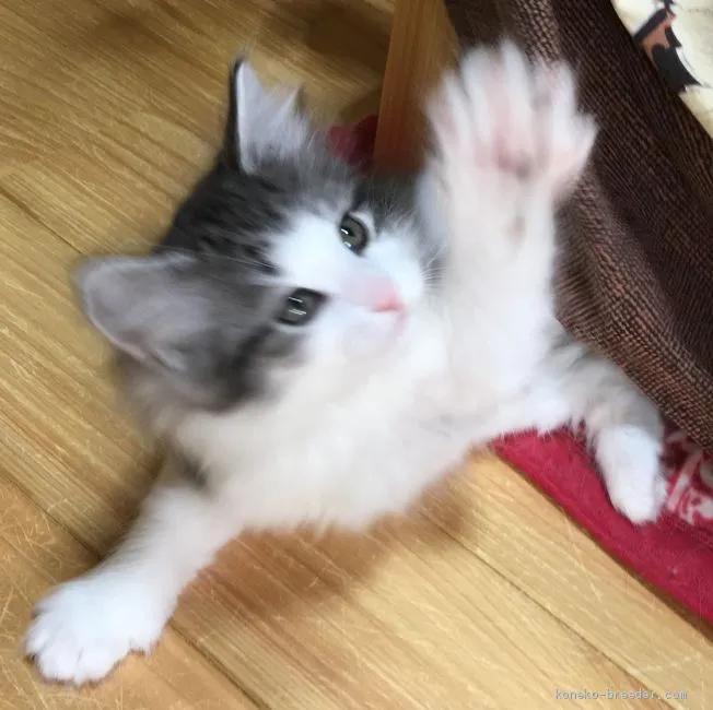 ID：2003-00598の子猫