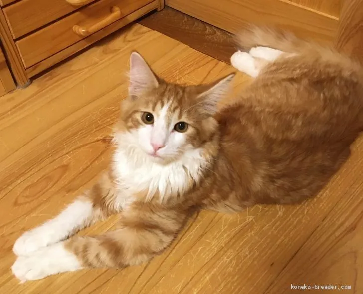 ID：2004-01054の子猫