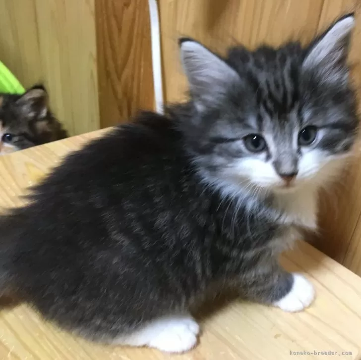 ID：2404-00404の子猫