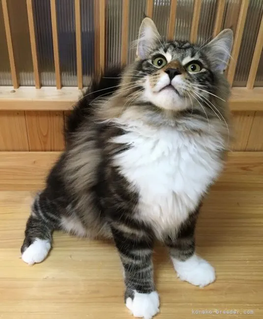 ID:2103-01881の子猫