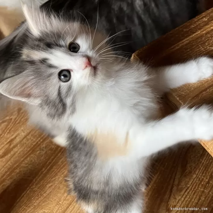 ID：2512-01832の子猫