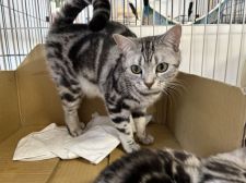 アメリカンショートヘア【・女の子・2021年12月19日・シルバータビー】