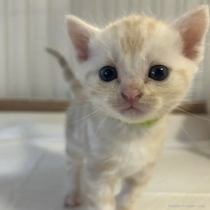 ID:2307-03348の子猫