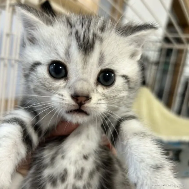 ID：2304-00316の子猫