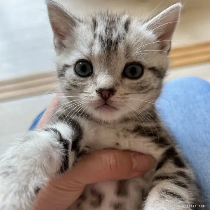 ID:2302-01851の子猫