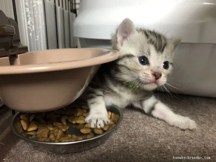 ID：1903-00703の子猫