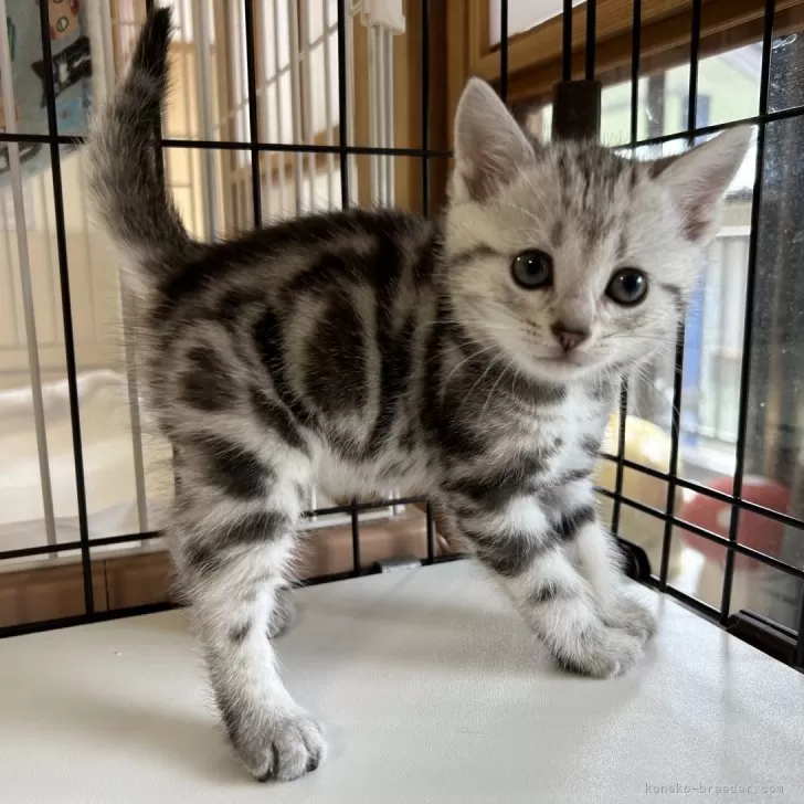 ID：2405-03612の子猫