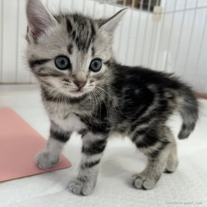 ID：2311-01327の子猫