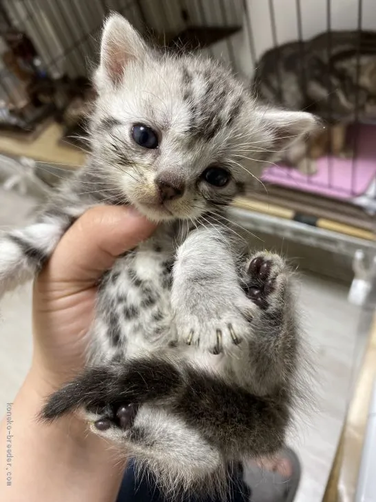 ID：2004-02413の子猫