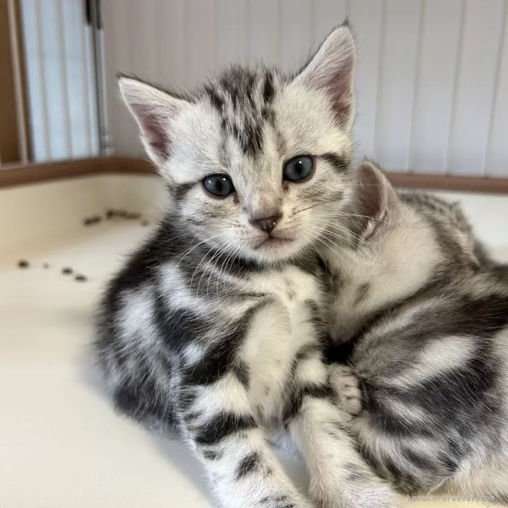 ID：2410-00994の子猫