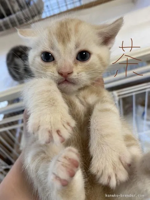 ID：2202-01473の子猫