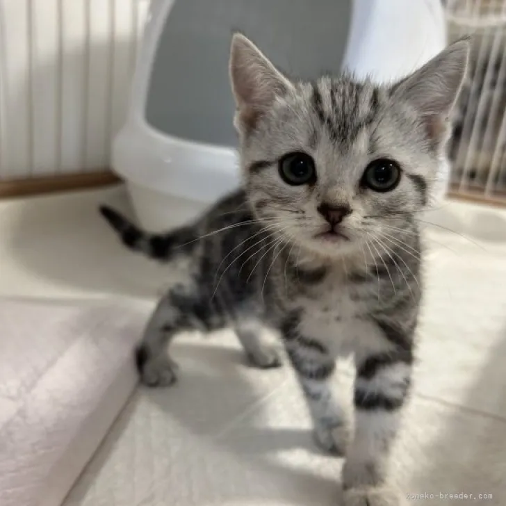 ID:2303-02139の子猫