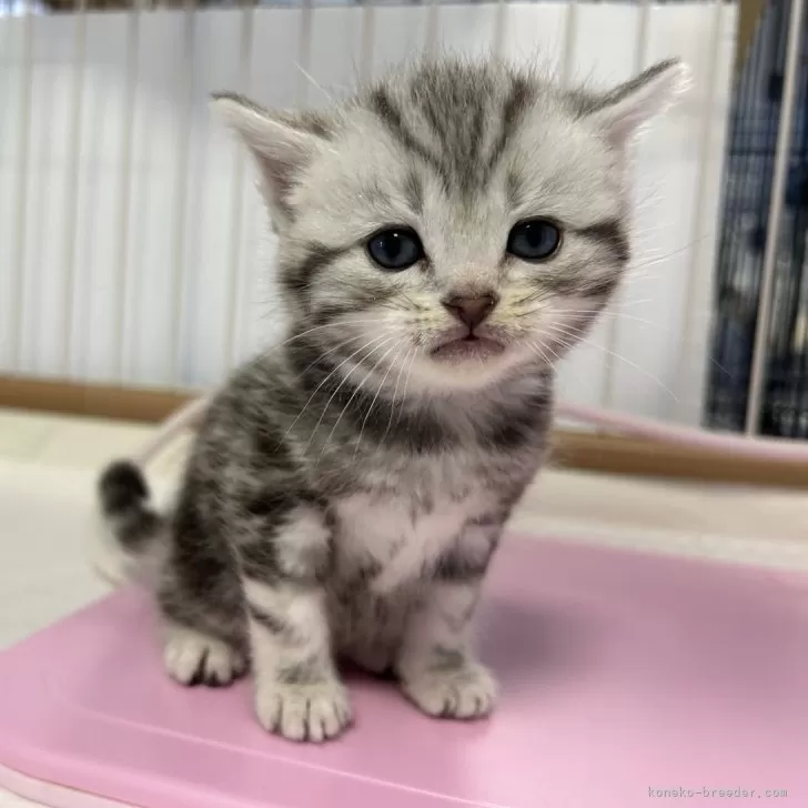 ID:2404-00216の子猫