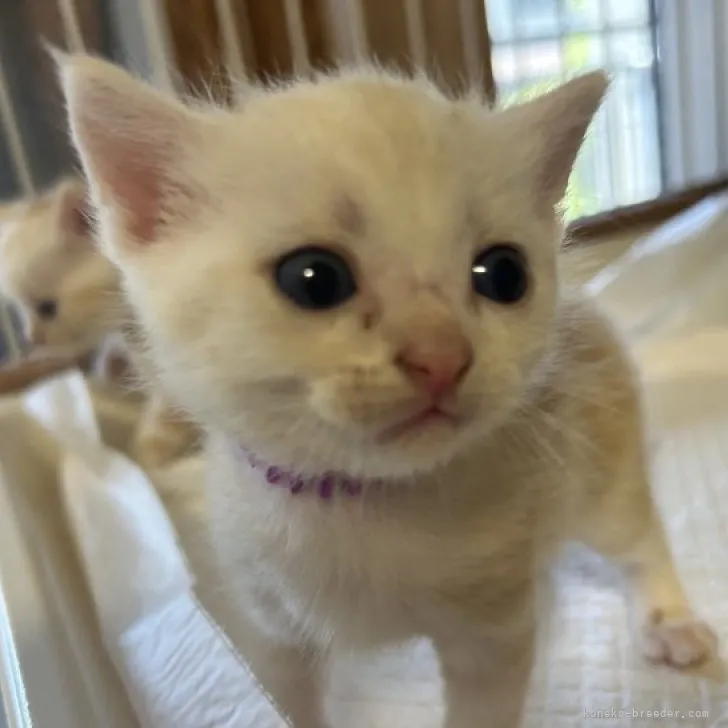 ID：2307-03351の子猫