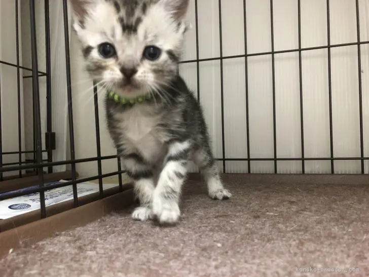 ID：1811-00533の子猫