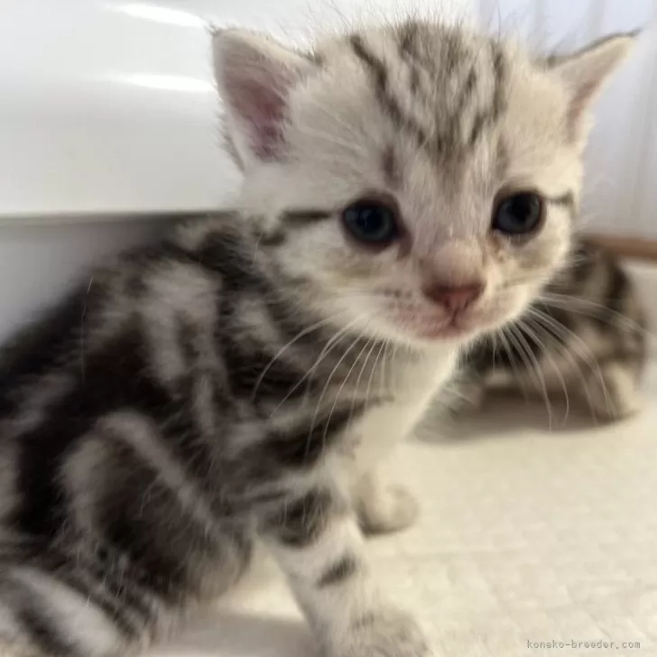 ID:2405-03611の子猫