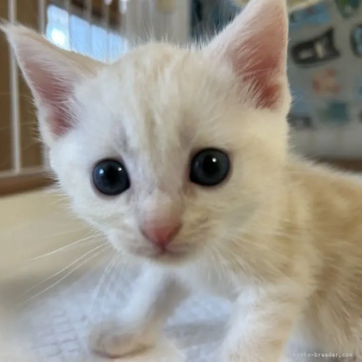 ID：2308-00107の子猫