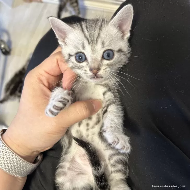 ID:2404-00434の子猫
