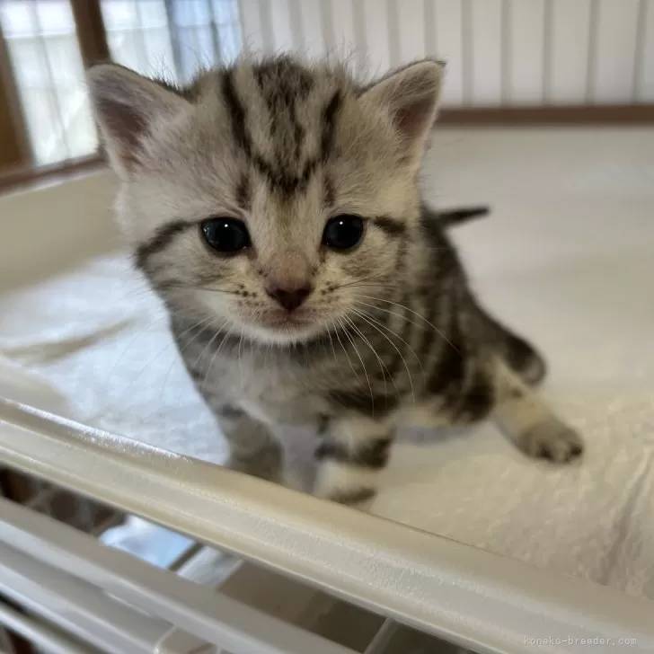 ID：2405-03608の子猫