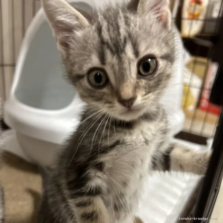 ID：2309-02033の子猫