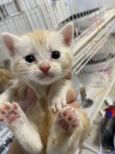 ID:2202-01464の子猫