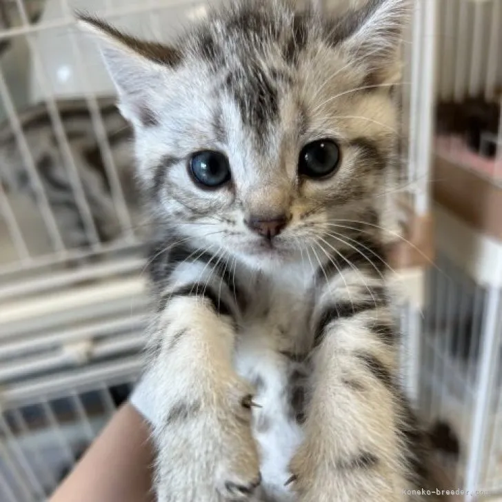 ID:2303-00570の子猫