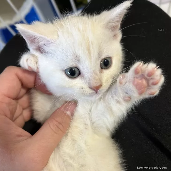 ID：2401-01302の子猫