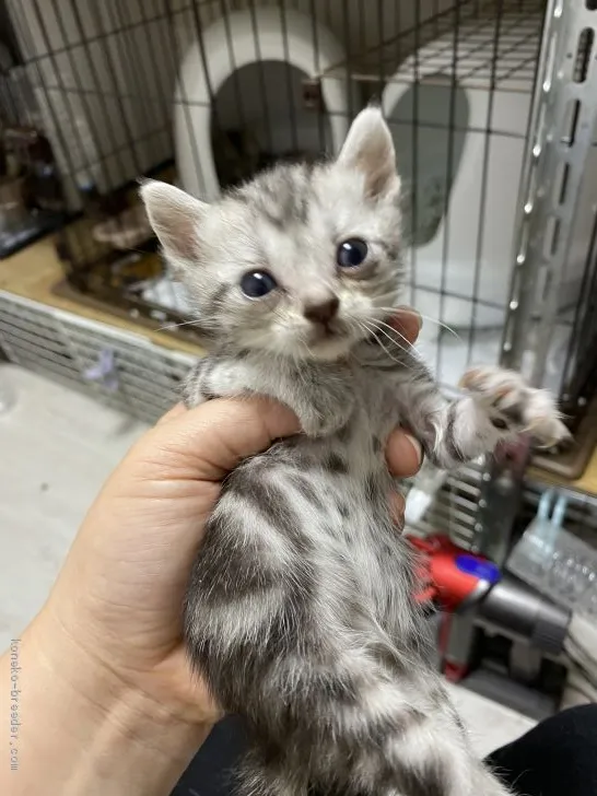 ID：2010-01127の子猫