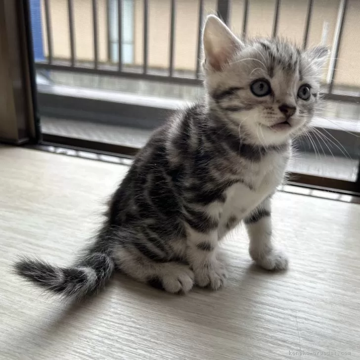 ID:2404-02750の子猫