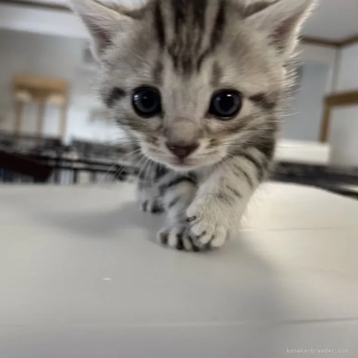 Y.A 様のお迎えした子猫