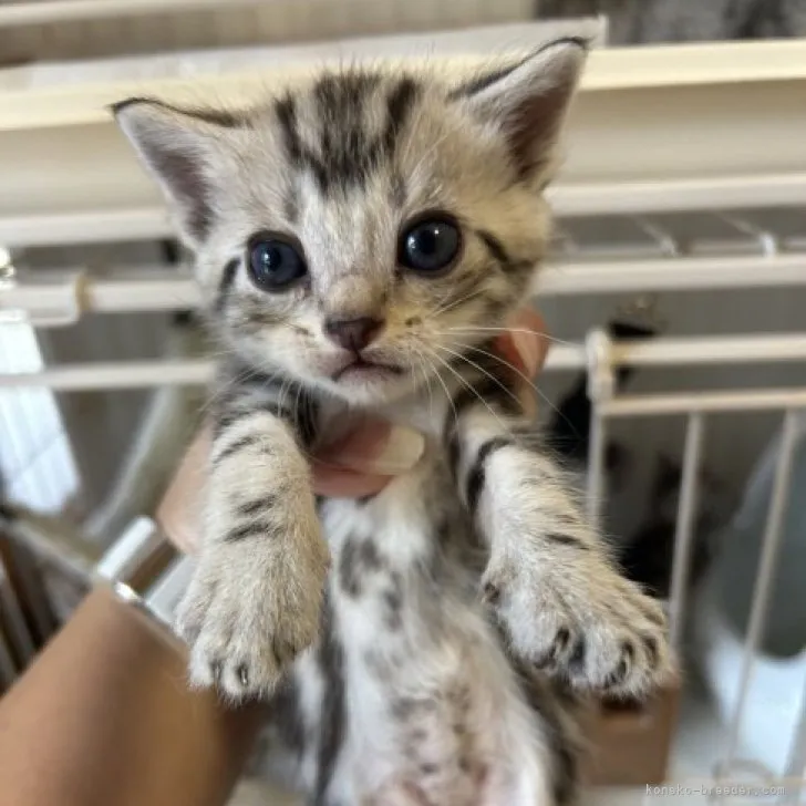 ID:2309-02030の子猫