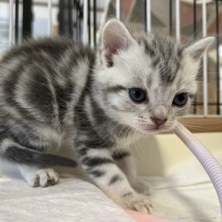 ID:2403-00968の子猫