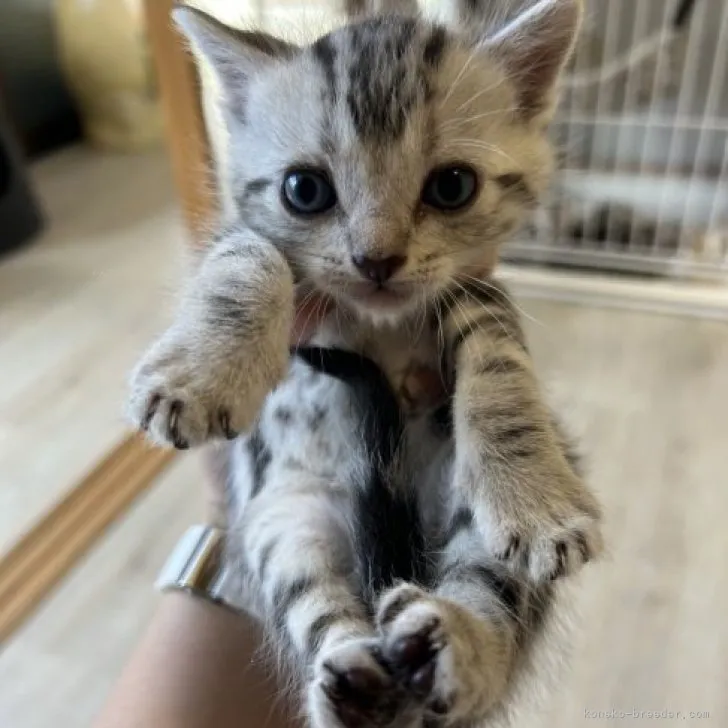 ID：2309-02031の子猫