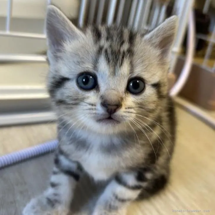 ID：2301-01831の子猫