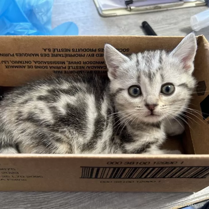 ID：2312-00113の子猫