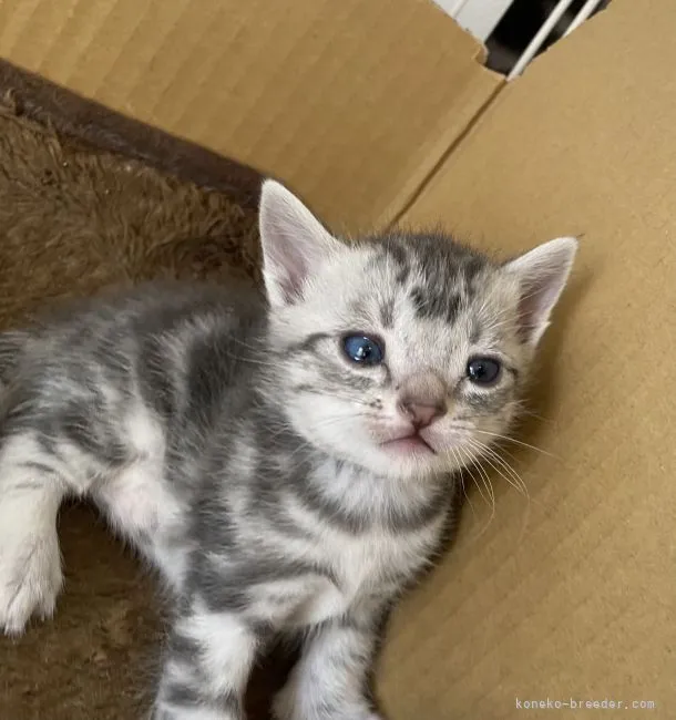 ID:2111-01018の子猫