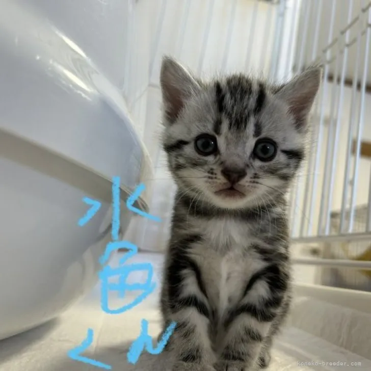 ID:2311-01049の子猫